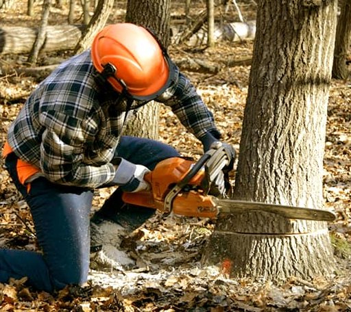 Tree Removal in Hardwick, MN
